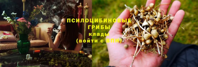 сколько стоит  Каменка  Псилоцибиновые грибы Psilocybe 